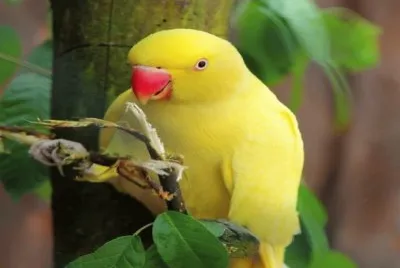 papagaio