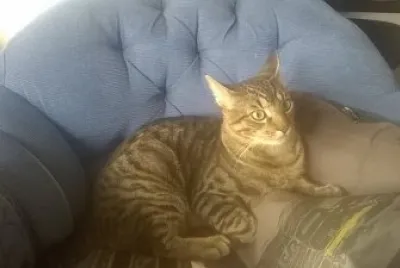 El gato mÃ¡s capcioso
