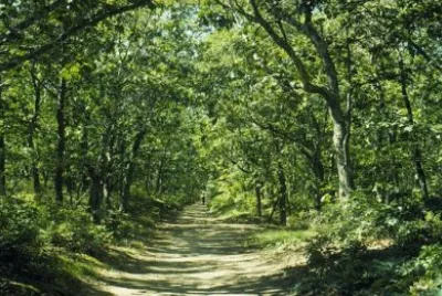 Imagem jigsaw puzzle