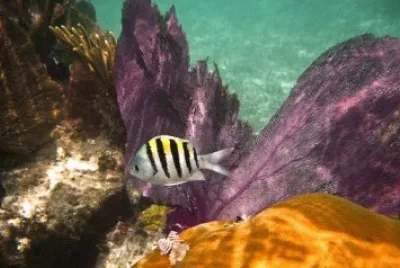 Imagem jigsaw puzzle