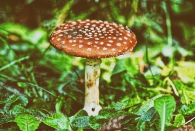 Imagem jigsaw puzzle