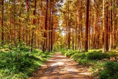 Imagem jigsaw puzzle