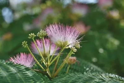 OK