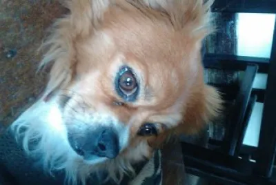boby