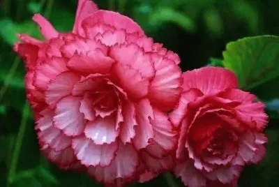 flores