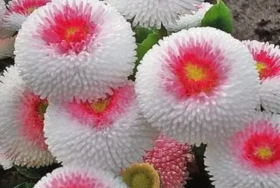 pompones