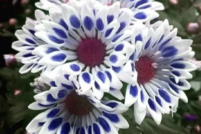 flor azul