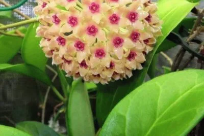flor de cera