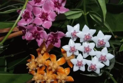 flores de cera