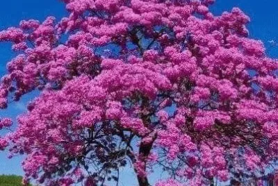 palo rosa jigsaw puzzle