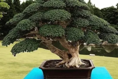 bonsai