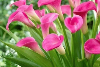 alcatraces rosas