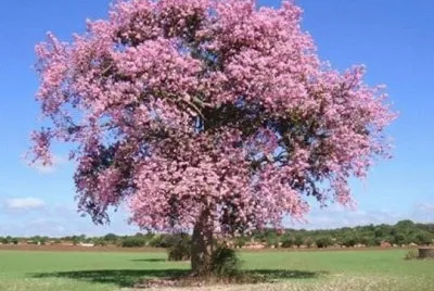 Ã¡rbol pÃºrpura