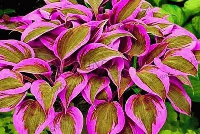 hojas rosas