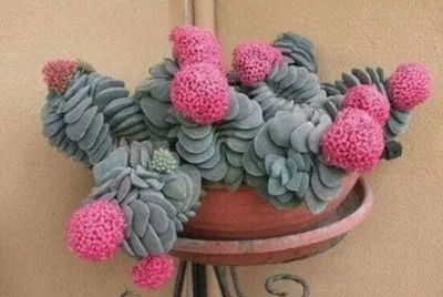 flores