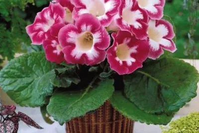 hermosas flores
