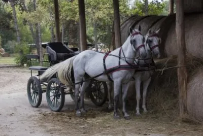 Imagem jigsaw puzzle