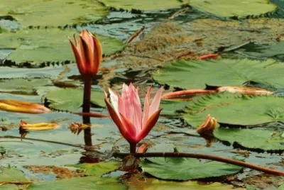 Imagem jigsaw puzzle