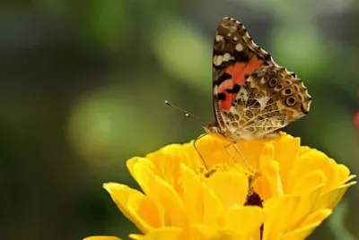 Imagem jigsaw puzzle