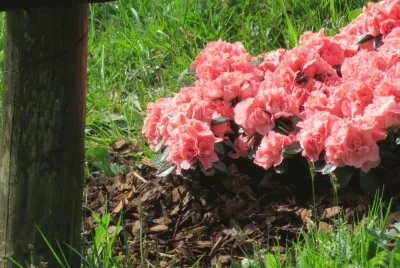 azalea jigsaw puzzle