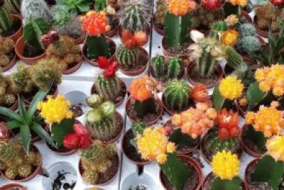 פאזל של flores