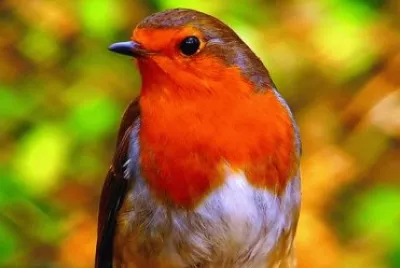 Imagem jigsaw puzzle