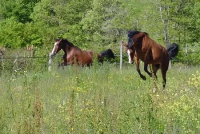 Imagem jigsaw puzzle