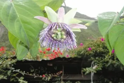 flor de la granadilla