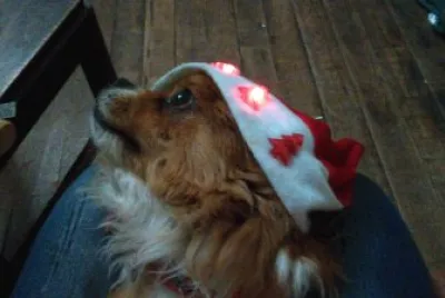 boby navidad