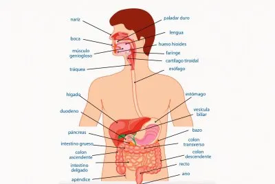 Sistema Digestivo jigsaw puzzle