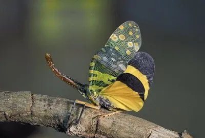 Imagem jigsaw puzzle