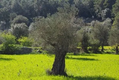 Imagem jigsaw puzzle