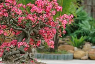 Imagem jigsaw puzzle