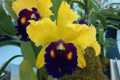 lirio amarillo