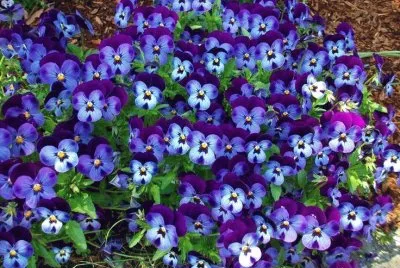 flores azules