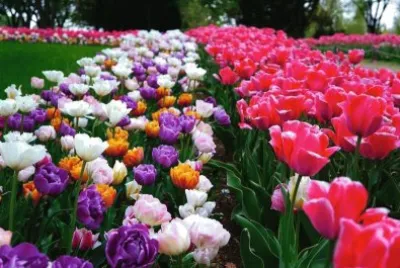 jardÃ­n jigsaw puzzle