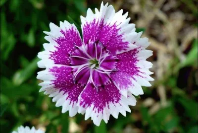 flor