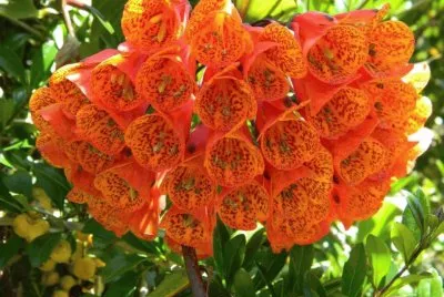 ramo naranja