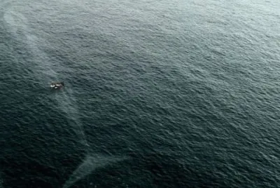 ballena jigsaw puzzle