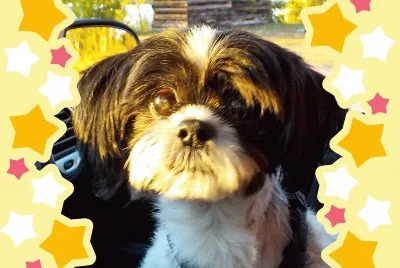 Help!  I  've been framed!   L jigsaw puzzle
