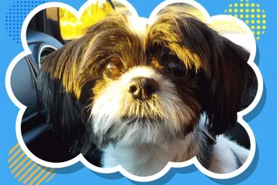 Ain  't I sweet?    L jigsaw puzzle