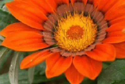 Foto jigsaw puzzle