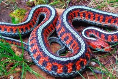 פאזל של SERPIENTE