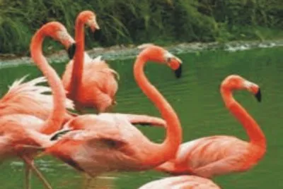 Birds