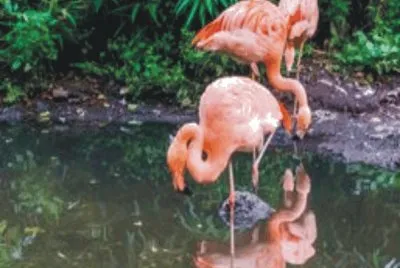 Birds