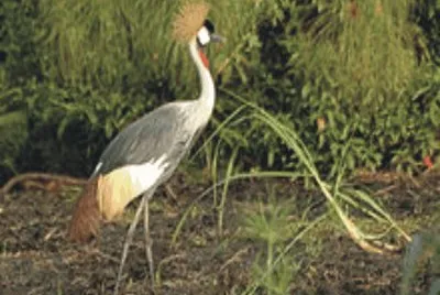 Birds jigsaw puzzle
