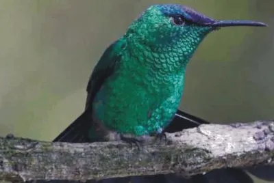Birds jigsaw puzzle