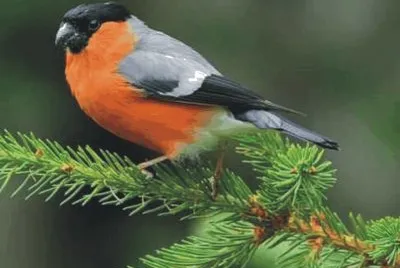 Birds jigsaw puzzle