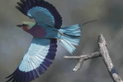 Birds