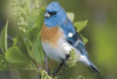 Birds